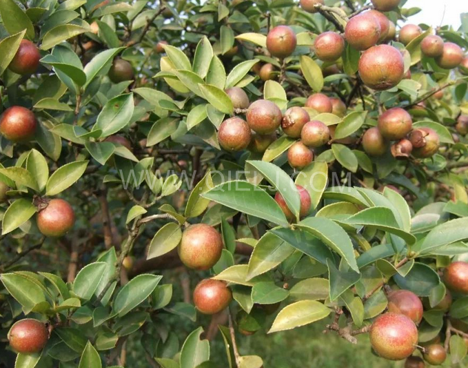 茶籽油壓榨設(shè)備認準(zhǔn)企鵝機械，性能穩(wěn)定操作便利(圖1)